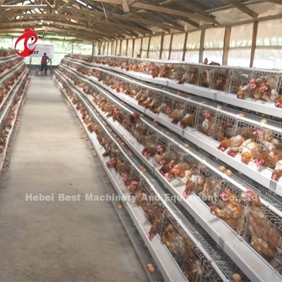 Nigeria Warehouse Premium And Deluxe Poultry Battery Cage System For Layer Chickens  Sandy