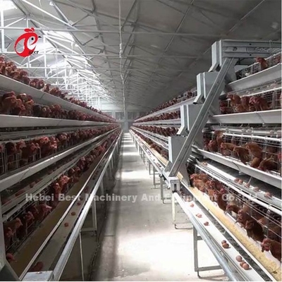 A Type Automatic Layer Cage System With Poultry Equipment In Nigeria Iris