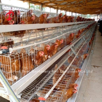 Automatic Battery Layer Cage , Poultry Farming Cage Nigeria Lagos Sandy