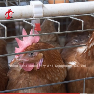 Automatic Battery Layer Cage , Poultry Farming Cage Nigeria Lagos Sandy