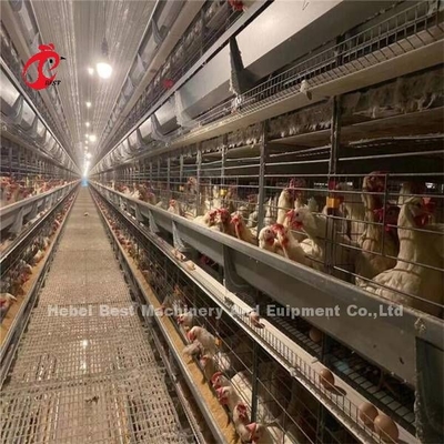 144 Birds Capacity H Type  Layer Cage For Commercial Chicken  Mia