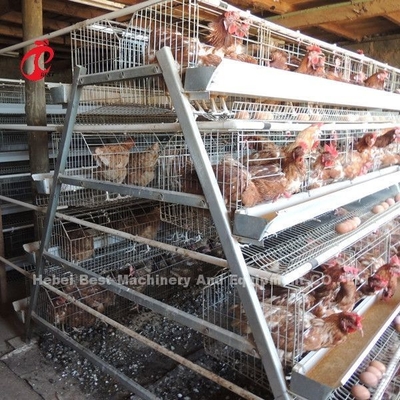 Wholesale Factory Price Q235 Poultry Layer Cage , Battery Cage System 256 Birds  Star