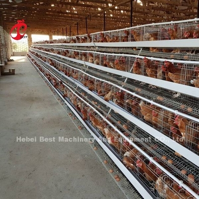 Most Popular A type Chicken Layer Battery Cage For Sale In Uganda 20000 birds Star