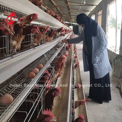 Layers Battery Cage Price In Nigeria 12 Weeks Chicken 128 Birds Star