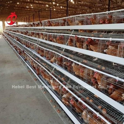 Fully Automatic 80-100kg Heavy Duty Layer Poultry Cage System With Sliding Door Rose