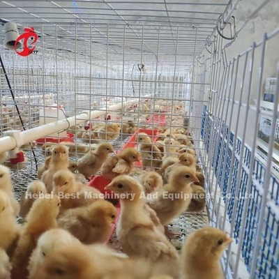 Q235 Poultry Farming Cage System Baby Chicks Brooder Steel Wire  Emily