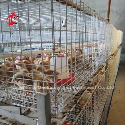 Q235 Poultry Farming Cage System Baby Chicks Brooder Steel Wire  Emily