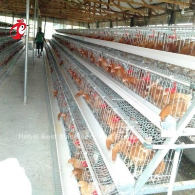 10000 Layers Chicken Layer Battery Cage Semi Automatic Save Space Adela
