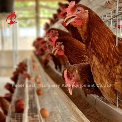 10000 Layers Chicken Layer Battery Cage Semi Automatic Save Space Adela