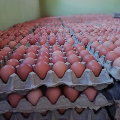Maximize Rearing Efficiency With Chicken Husbandry Cage System Cage Type A Rose