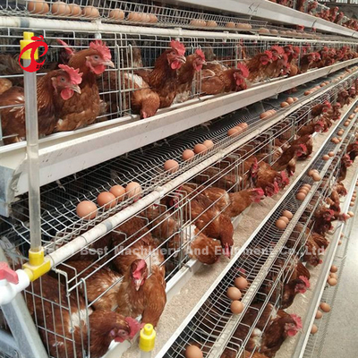 4 Tiers Poultry Battery Cage System for Layers Farm Ada