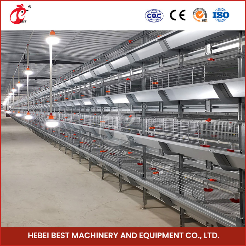 A H Type Full Automatic Brooder Chicken Cage System  Q235 Steel Rustproof Star