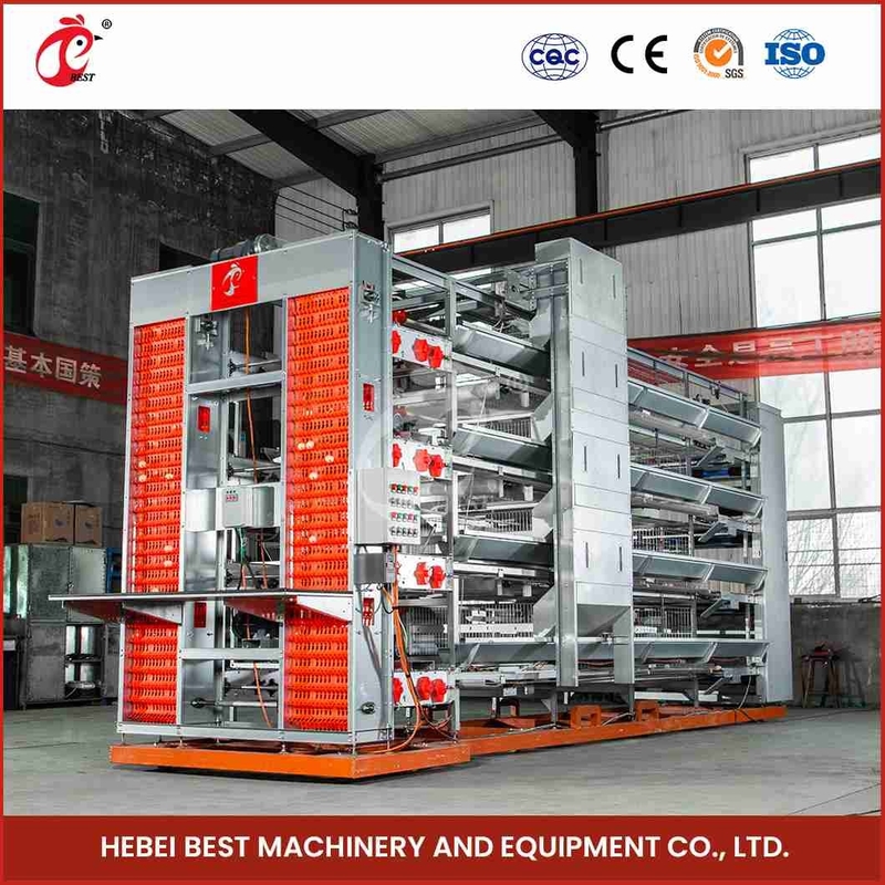 Turnkey Project H Type Automated Layer Cages Equipment For 50000 Birds Farm Star