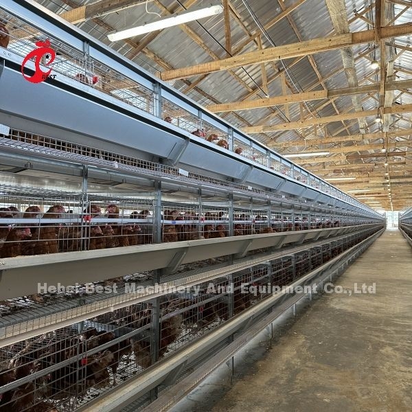 Q235 Steel Chicken Battery Cage For Poultry Farm Custom Size Iris