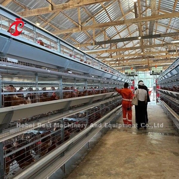 Imported Galvanized Cage System Of Poultry Rearing For Layer H Type Doris