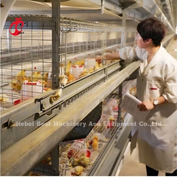 Cheap Type Hot Dip Layer Cages Cameroon Chicken Farm  Poultry Layer Cages For Sell Adela