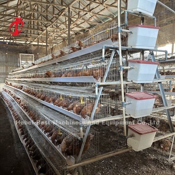 160 Birds Capacity Chicken Cage 4 Tier  With Video Installation Provided Poultry Cages Emily Wang