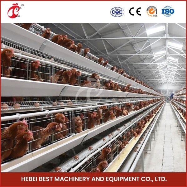 Cage Mesh H Type Broiler Chicken Cage With Ventilation For Healthy Birds Sandy