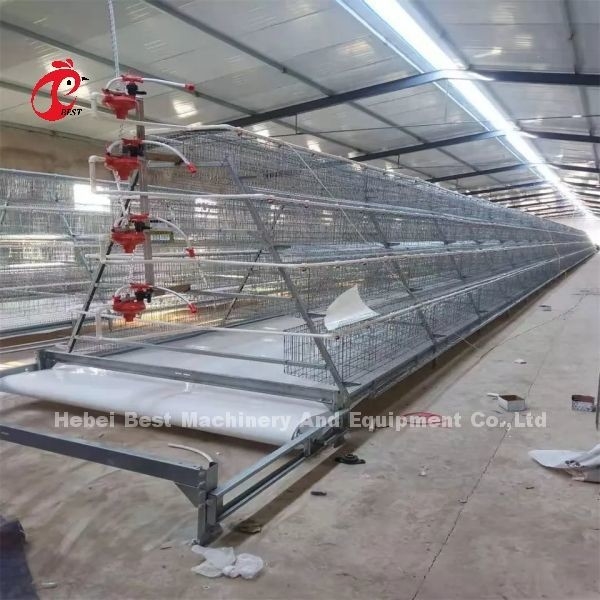 A Type 3.8mm Layer Battery Cage System 80-100 Kg Weight With Feeder Emily Wang