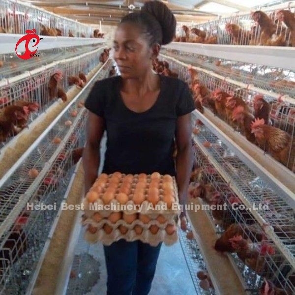 Semi Automatic A Type Battery Cage System With Feeding Cart For Layers Egg Laying Ada