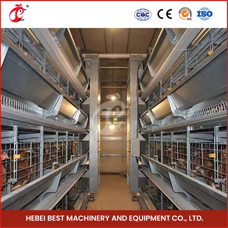 Auto Feeding Poultry Farming Cage System With Metal Feeder Troughs H Type Steel Wire Cage Frame Rose