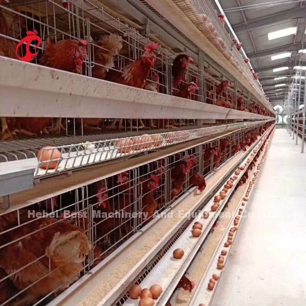 New Design H Type Automatic Chicken Cage System 96-200 Birds Capacity For Poultry Farming Emily Wang
