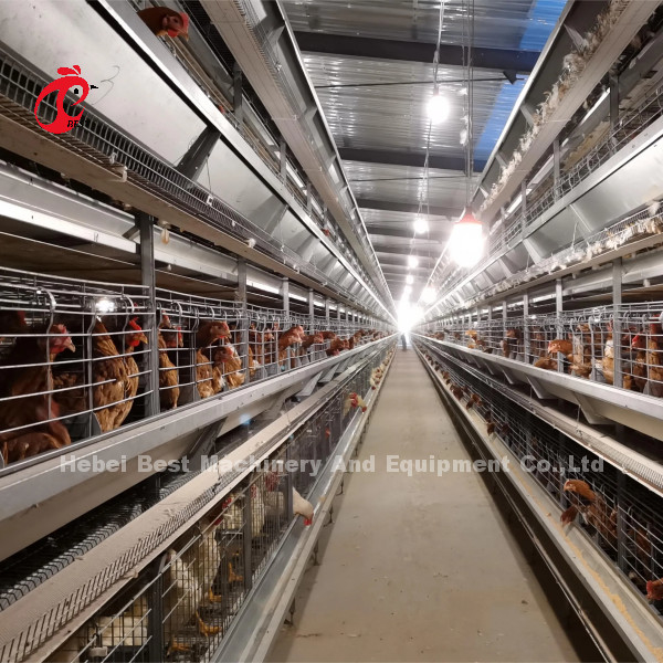 H Type Automated Layer Battery Cage System With Free Drinkers Emily Wang