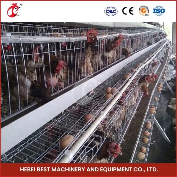 A Type Layer Cage System New 96-200 Capacity Battery Raising Equipment Mia