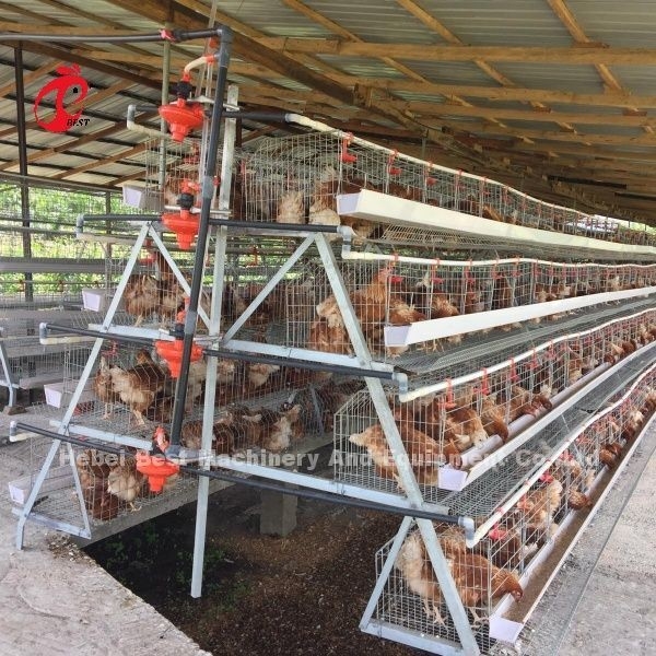 3 Tier 120 Birds And 4 Tier 160 Birds Layer Battery Cage System For Uganda Tanzania Poultry Farm Sandy